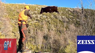Fin de saison mouvementée en battue 💥chasse en Corse à Bastelica 