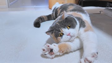 【至福】ごはんが嬉しくて…クネクネ止まらない三毛猫
