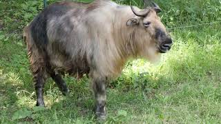 Takin Goat Eating Gr