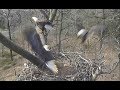 AEF NADC EAGLE CAM:  25 MAR 2019 - A Visitor Learns a Lesson