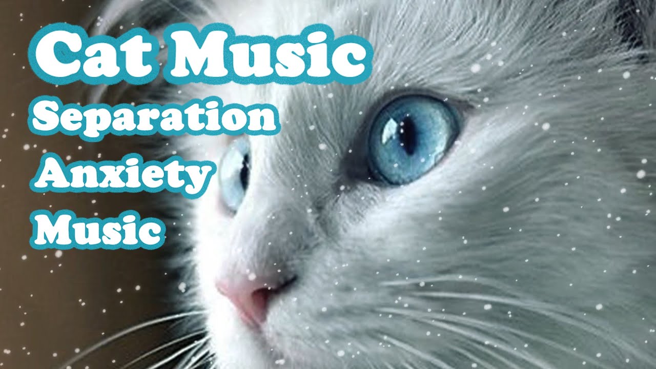 Image showcasing Music for healthy cats, separation anxiety music, healing music ...