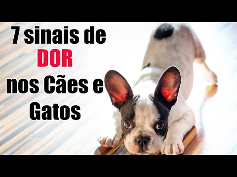 Vídeo: Como Saber Se O Seu Cão Está Com Dor E O Que Fazer Para Ajudar