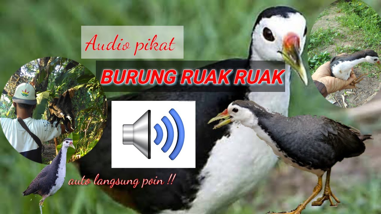 Audio pikat burung ruak ruak ! auto langsung poin .👍😎