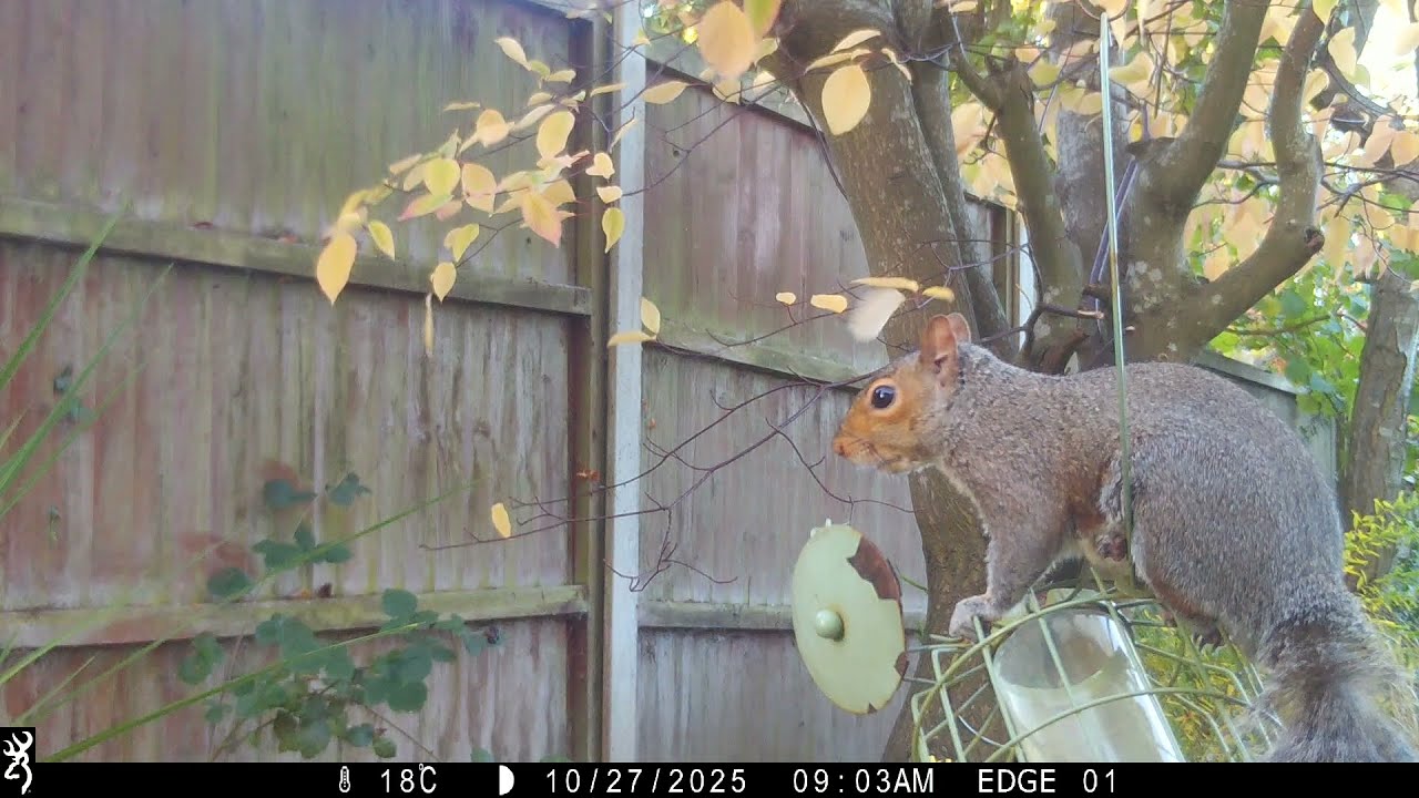 Squirrel attacks bird feeder - October 2025