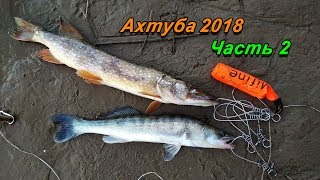 Ахтуба 2018. Рыбалка в Астрахани. Часть 2 (Судак, Сазан, Бель)