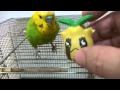 おしゃべりインコのピッピ vs ポケモン　ヒマナッツ Bird vs Pokemon
