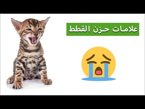 فيديو: كيفية تكوين صداقات مع القطط (بالصور)