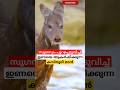സുഗന്ധം പുറപ്പെടുവിച്ച് ഇണയെ ആകർഷിക്കുന്ന മാൻ #shortsfeed