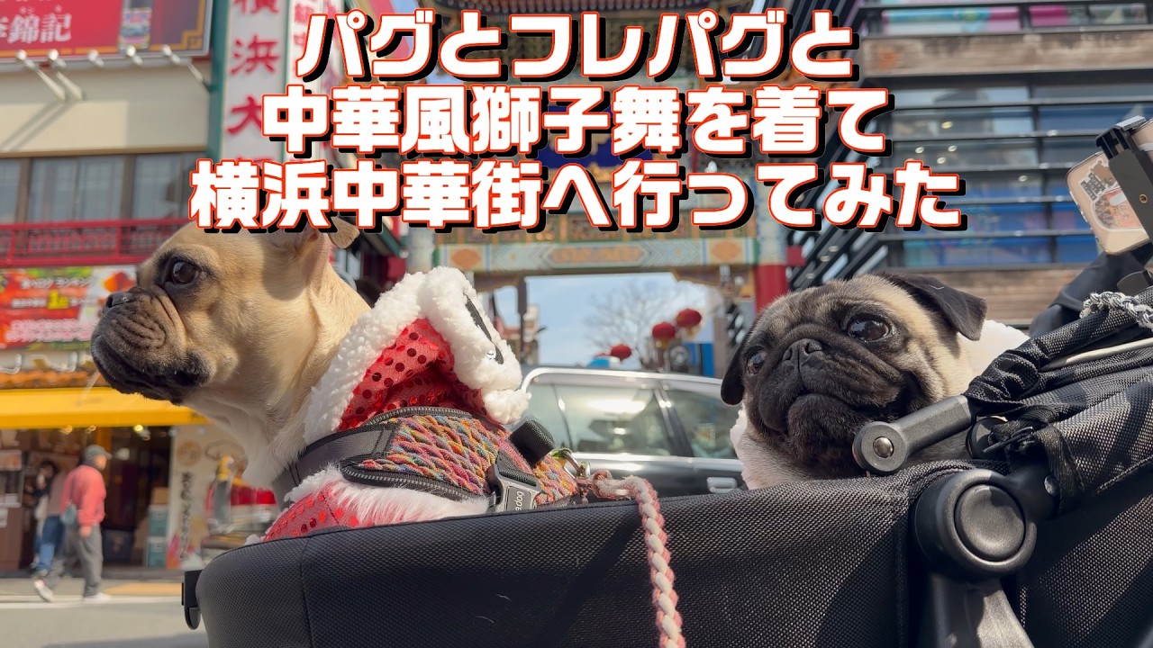 【パグとフレパグと中華風獅子舞を着て横浜中華街へ行ってみた】パグとフレブル×パグの新生活