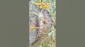 Angry Snake head fish 🐠🐟🐋 #shorts #youtubeshort #fishingvlog #fishingvideo