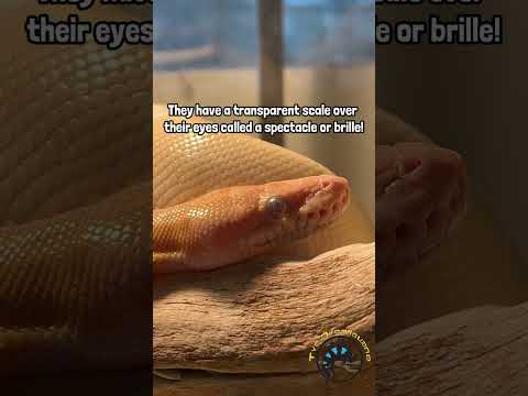 How do snakes protect their eyes? #snake #reptiles #pets #cute #fact