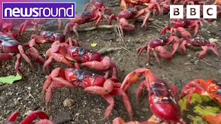 Dry weather delays crab migration by two months | Newsround