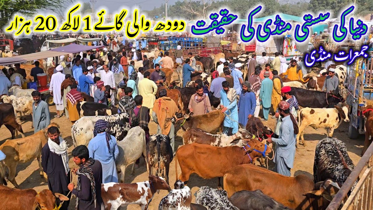 26 February 2026 Visit Cattle Market Kotchutta دنیا کی سستی مویشی مارکیٹ کوٹ چھٹہ مکمل معلومات 