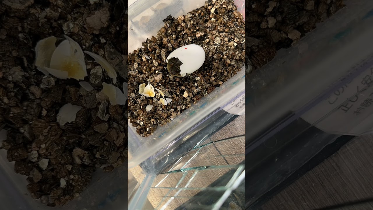 華麗木紋（南美木紋）剛破殼 Painted Wood turtle