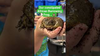 The weird prescription for our constipated African Burrowing Frog... 🐸 💩