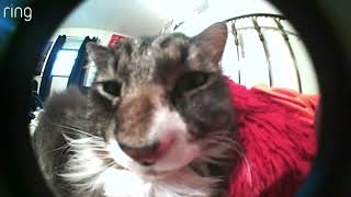 Showing Off My Cat | Ring Doorbell