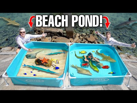 TIDE POOL SALTWATER POND Challenge With SEA CREATURES Found In BEACH ROCKS!