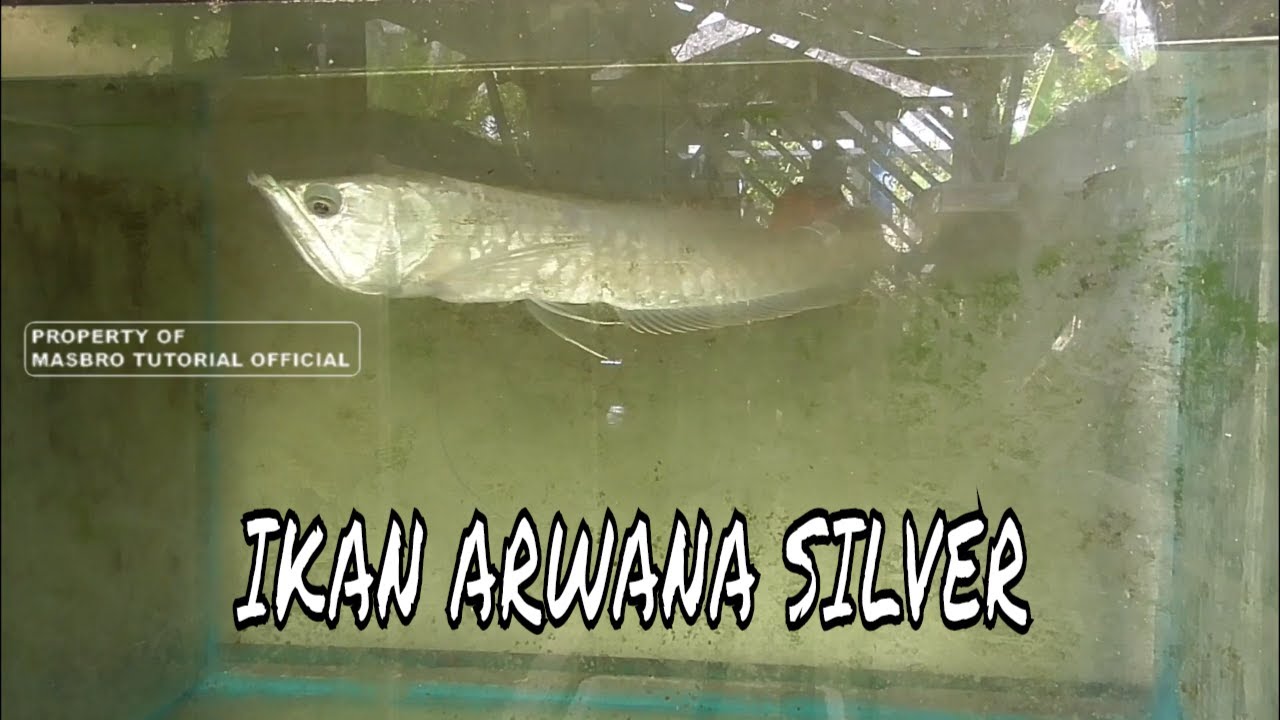 ARWANA SILVER YouTube