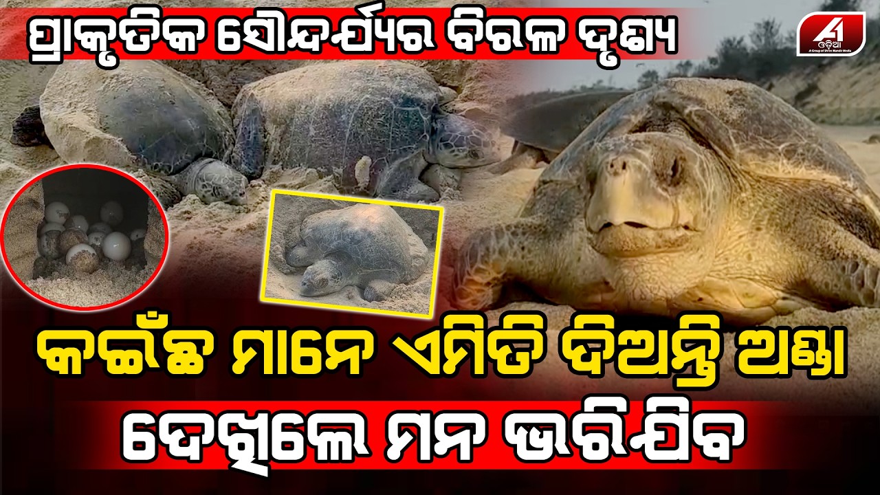 ଅଲିଭା କଇଁଛଙ୍କ ଅଣ୍ଡା ଦେବାର ଅତି ମନଲୋଭା ଦୃଶ୍ୟ ହୃଦୟକୁ ଛୁଇଁଯିବ l GANJAM NEWS l @A1odia