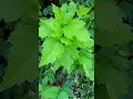rose of Sharon bush #roseofsharon #bush #flowerbush #hotmom #momlife #diymom