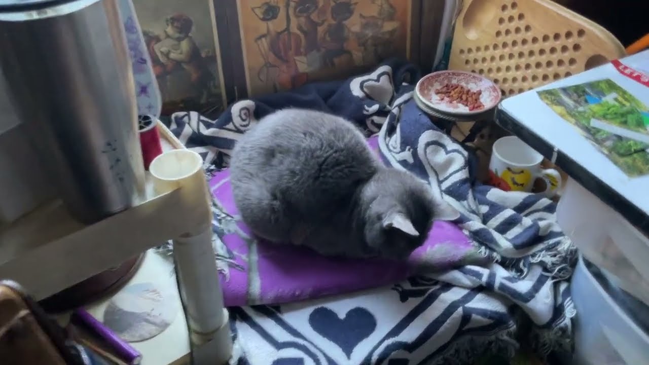 Junk Journal Kitty Cat Ephemera Making, Prepping, Ops Found A Box Mixed With Book Page And Old Notes