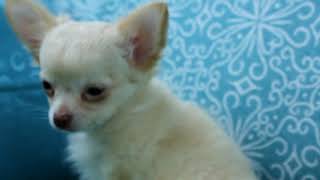 Chihuahua Pelo Largo Aquanatura Youtube