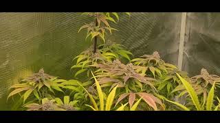 harvest day 66 DWC buckets Marshydro ts 3000