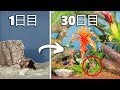 30日間 熱帯雨林をシミュレーションしてみた