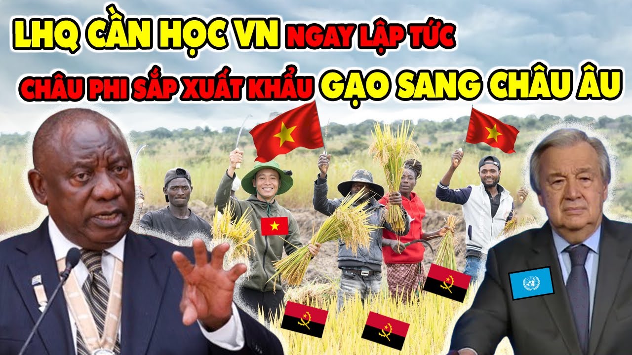 Cả Thế Giới Sửng Sốt Còn Bản Làng Angola Vui Mừng Nhảy Múa Khi Lúa Việt Nam Trúng Đậm Ở Châu Phi