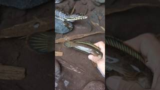 fishing,fishing videos,fishing rod- SNAKEHEAD FISH #shorts  #fish #channa #viralvideo
