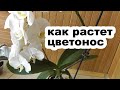 как отличить цветонос от корня. Как формируется цветонос у орхидеи