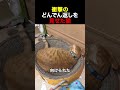 衝撃のどんでん返しを見せた猫