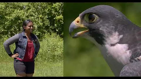 Nothing Can Out-Fly A Peregrine Falcon