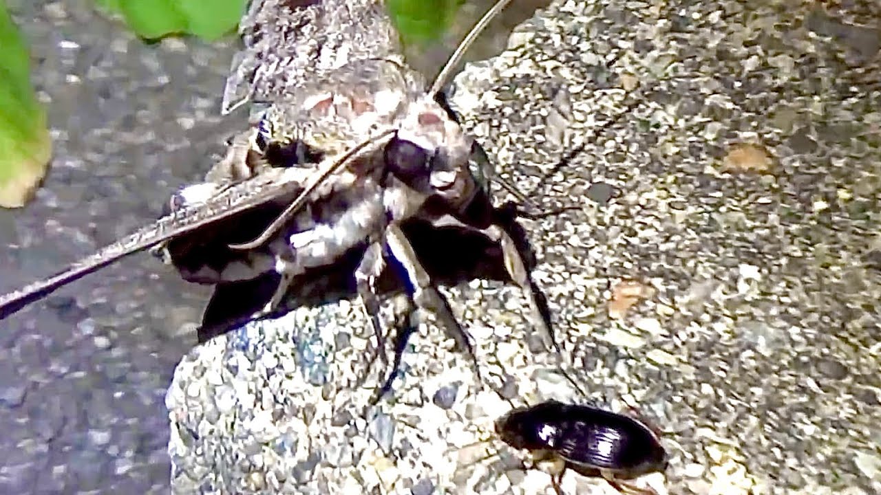 Insect Paradise The convenience store parking lot at night was an insect paradise ...