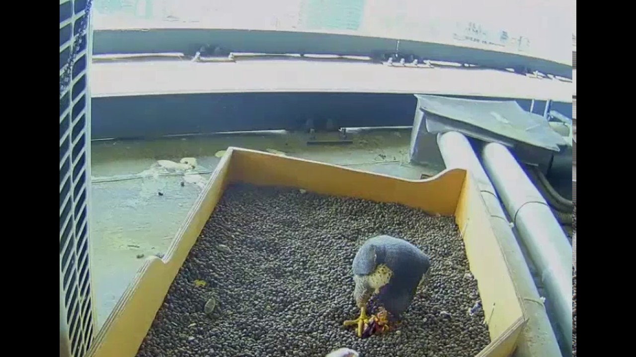 Falco Pellegrino Milano Italia Youtube