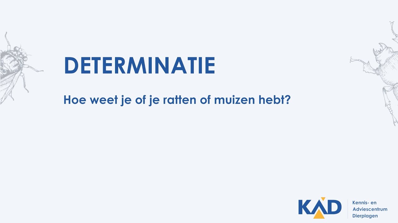Hoe weet je of je ratten of muizen hebt? - YouTube