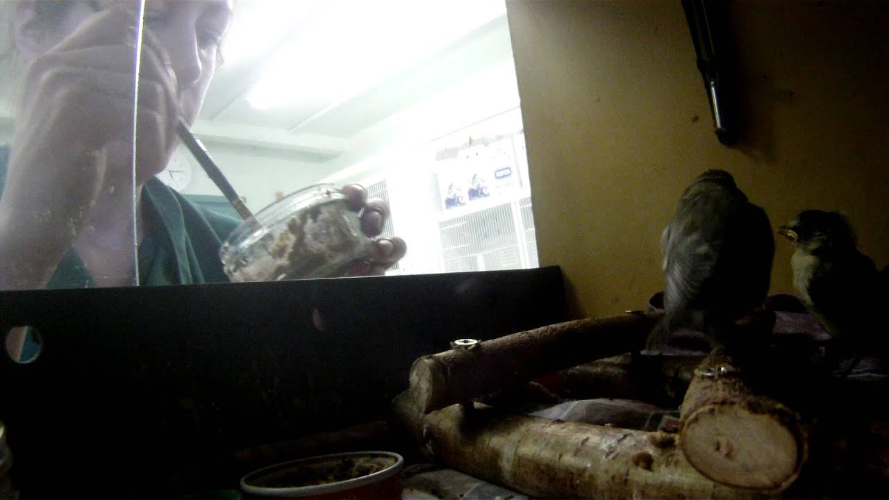 cruelty free kiko Fledgling room 2