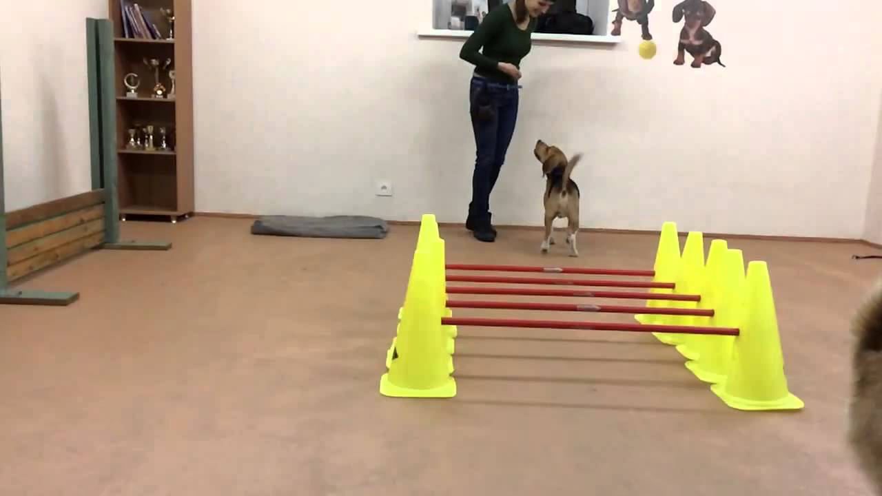 Res canes training - YouTube
