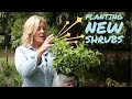 Planting new shrubs | It's a great time to plant!