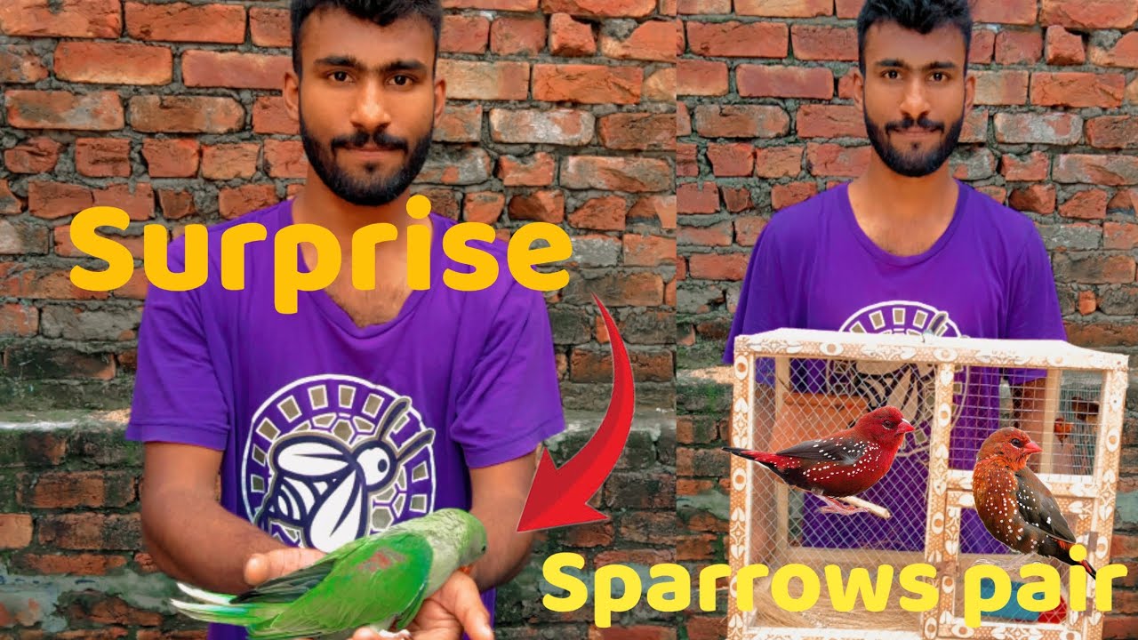 Buhat bara Surprise🎉.aj sab parrot ke kuje check kiye