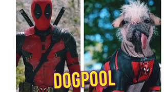 Dogpool / the dog of Deadpool #deadpool3 by DOG tubed 42 views 3 days ago 45 seconds