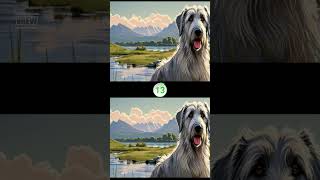Find 3 differences 08 Irish Wolfhound Cute Smart Pet Dog