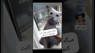 #car#cat#cute#chat#gato#joke#humour#funny#love#feed#food  #گربه#شیراز#فن#فان#پیشی#حمایت#غذا#پت