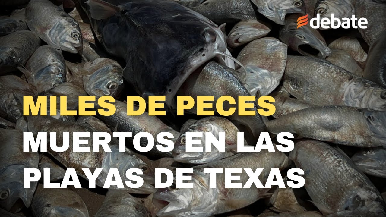 Hallan miles de peces muertos en las playas de Texas, expertos señalan