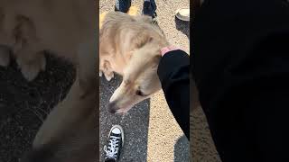 I met Maverick #dog #dogs #dogshorts #dogsvideo