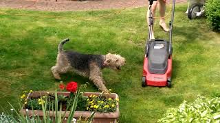 Welsh Terrier Tofi vs lawnmower