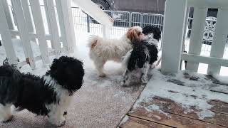 (Shih Tzu Zone) Zoomie Time