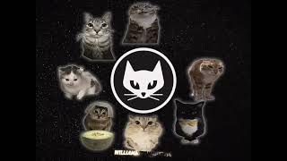 Which Cats Do You Like?