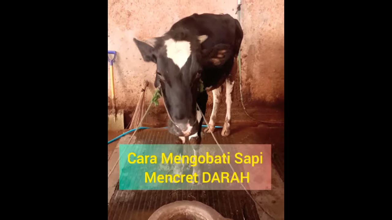 Cara Mengobati Sapi Mencret Darah 