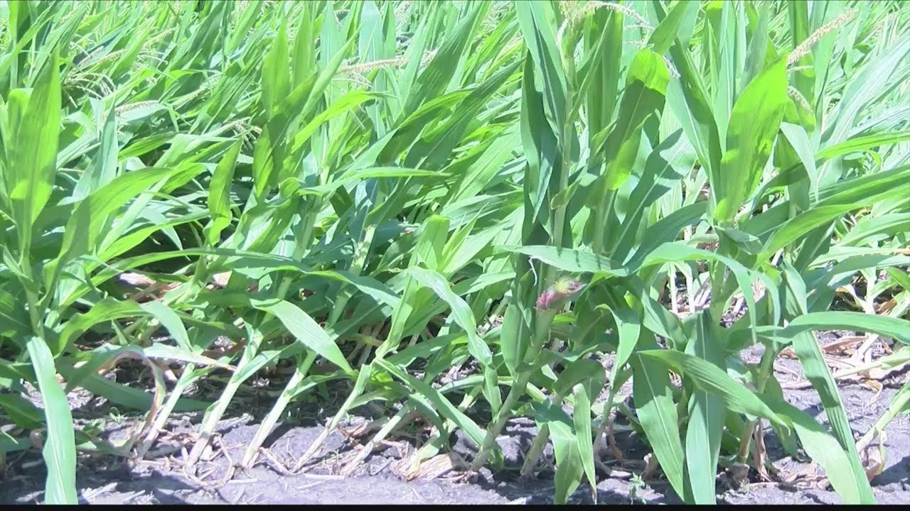 Farmers deal with crop damage from storms
